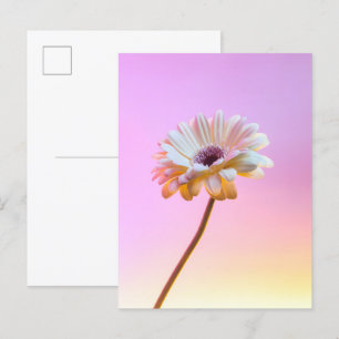 White Gerbera Daisy Postcard Postkarte