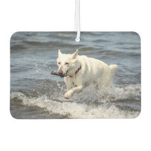 White German Shepard am George Lake Autolufterfrischer