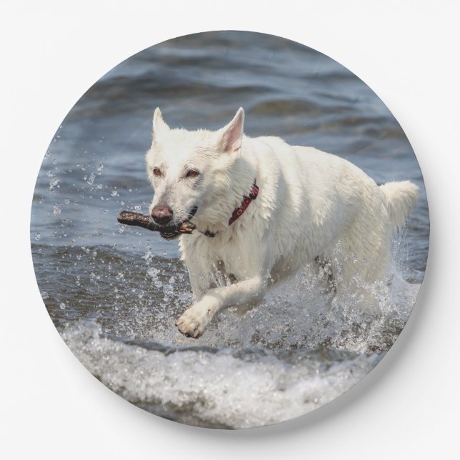 White German Shepard am George Lake Pappteller (Vorderseite)
