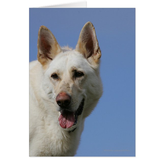 White German Shepherd (Vorne)