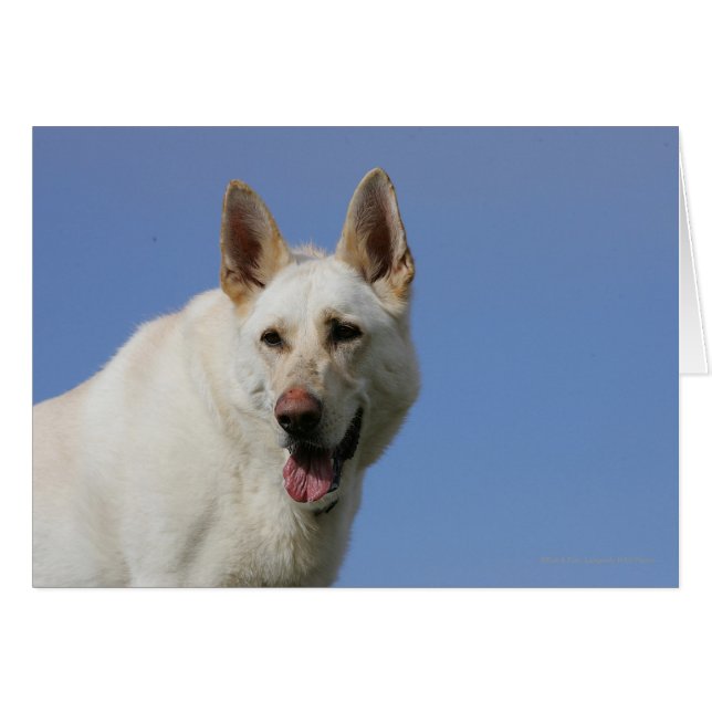 White German Shepherd (Vorderseite (Horizontal))