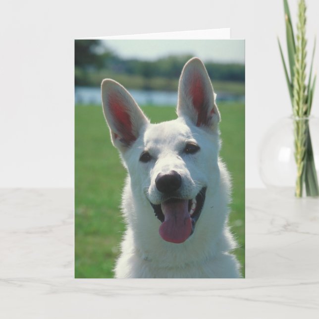 White German Shepherd Dog Karte (Vorderseite)