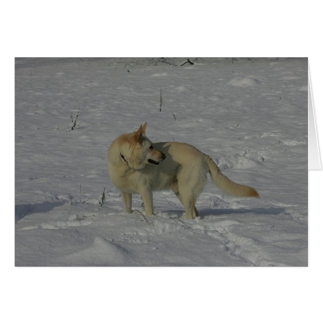 White German Shepherd in the Snow (Devant horizontal)