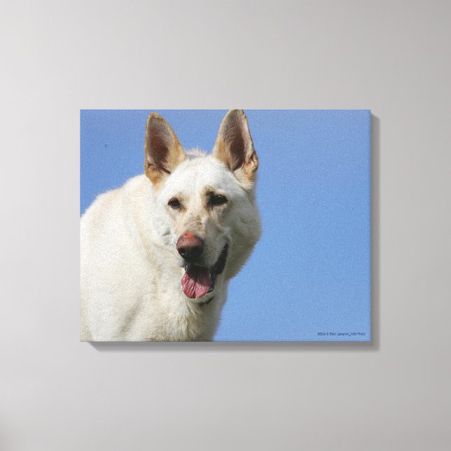 White German Shepherd Leinwanddruck (Vorderseite)