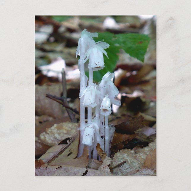 White Ghost-Pflanze Postkarte (Vorderseite)