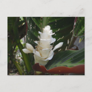 White Ginger Blumen Postcard Postkarte