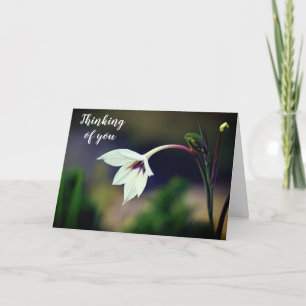 White Gladiolus Garden Blume Denken Sie an Karte