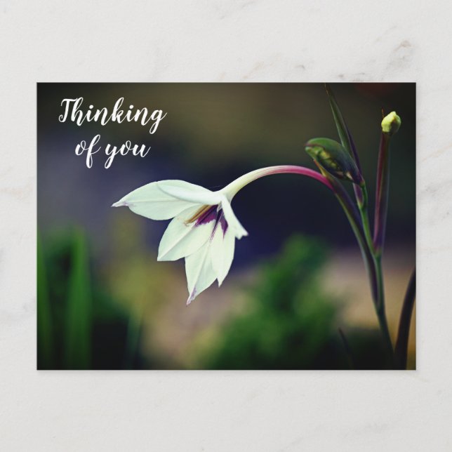 White Gladiolus Garden Blume Denken Sie an Postkarte (Vorderseite)
