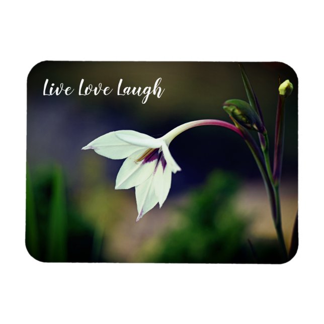 White Gladiolus Garden Blume Motivierend Magnet (Horizontal)