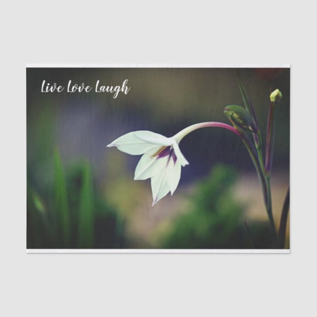 White Gladiolus Garden Blume Motivierend Seidenpapier (Vorderseite)