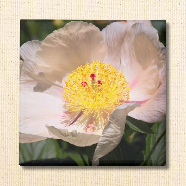 White Grace Peony Magnet (Von Creator hochgeladen)