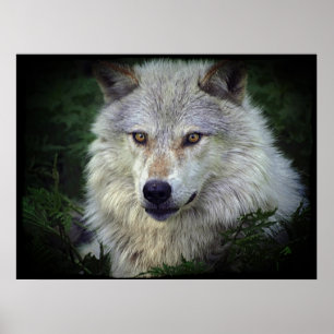 White Gray Wolf Wildlife Supporter Poster