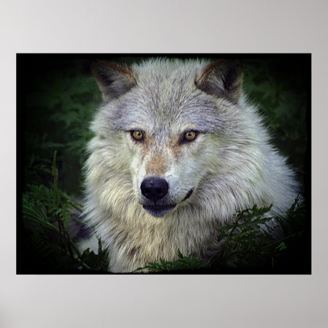 White Gray Wolf Wildlife Supporter Poster (Vorne)