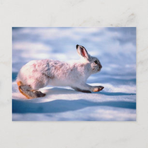 White Hare Postkarte