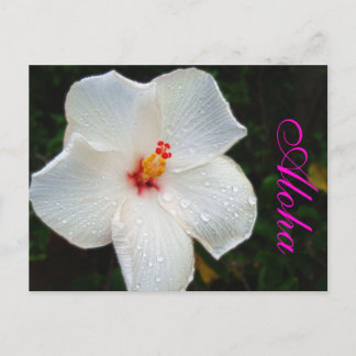 White Hawaii Hibiskus Postkarte