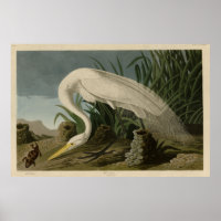 White Heron, Great Egret, Audubon Birds of America