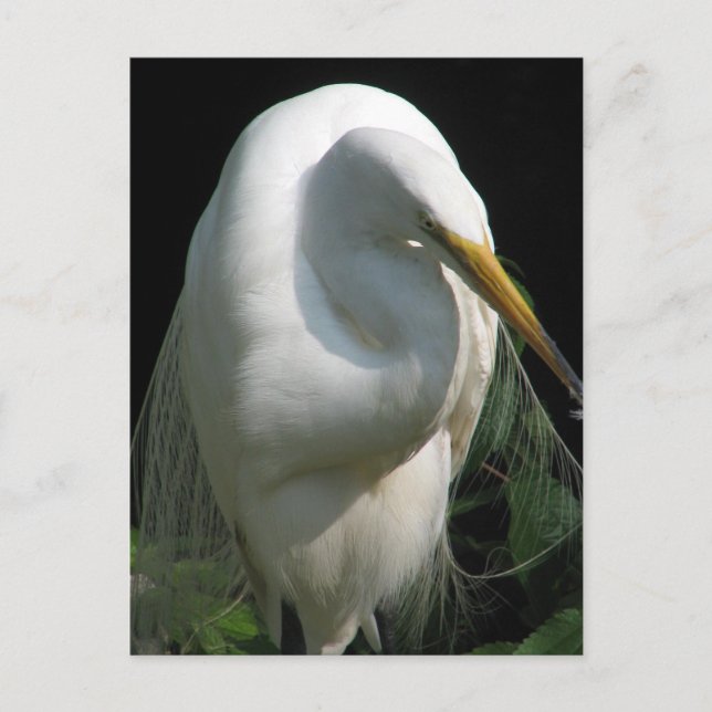 White Heron Postkarte (Vorderseite)