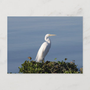 White Heron über Lilypads Postkarte