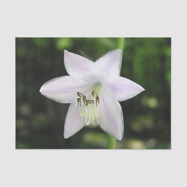 White Hosta Blume Seidenpapier (Vorderseite)