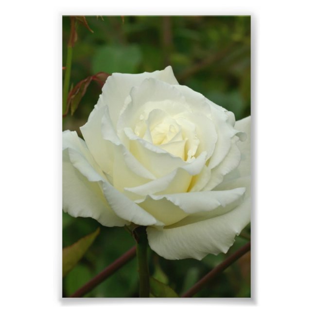 White Hybrid Tea 'Mrs. Herbert Stevens' Rose Fotodruck (Vorne)