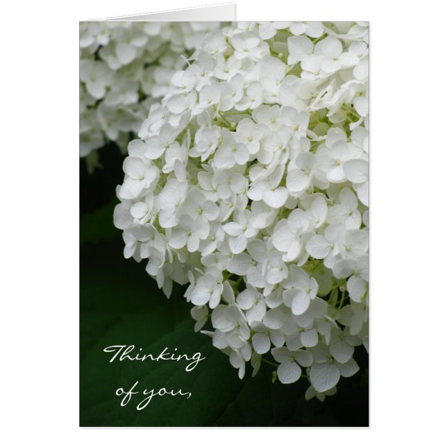 White Hydrangea (Vorne)