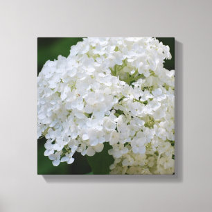 White Hydrangea Canvas Print Leinwanddruck