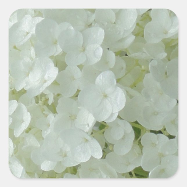 White Hydrangea Petals Quadratischer Aufkleber (Vorderseite)