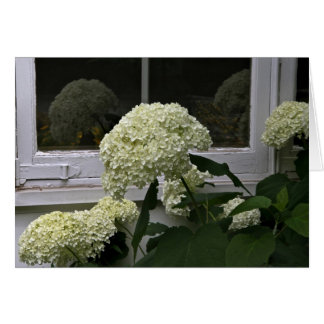 White Hydrangeas