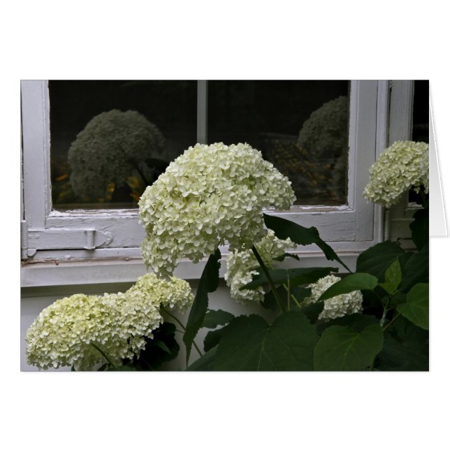 White Hydrangeas (Vorderseite (Horizontal))