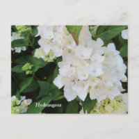 White Hydrangeas