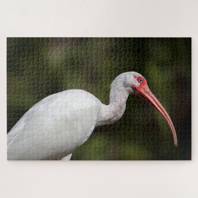 White Ibis (Horizontal)