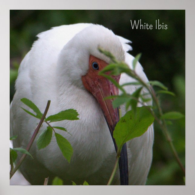 White Ibis Bird Foto Poster (Vorne)