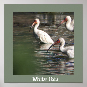 White Ibis Bird Foto Poster