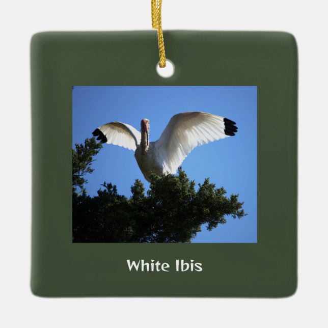 White Ibis Bird Ornament (Vorderseite)