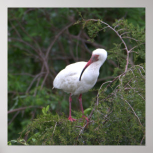 White Ibis Bird Poster