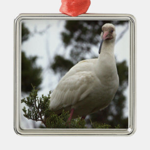 White Ibis Foto Ornament Aus Metall