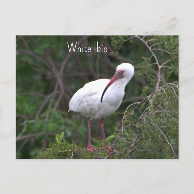 White Ibis Foto Postcard Postkarte (Vorderseite)