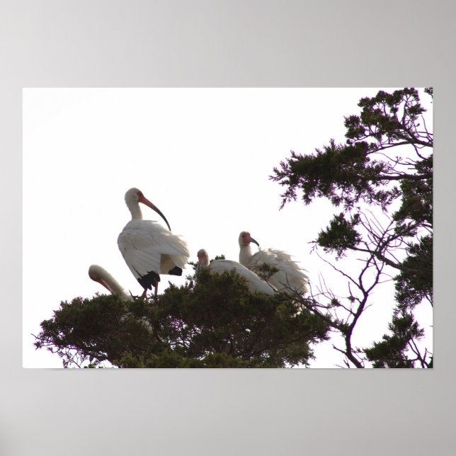 White Ibis in Tree Poster (Vorne)