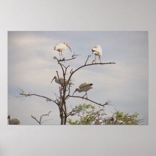 White Ibis in Tree Poster