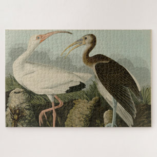 White Ibis - John James Audubons Vögel in Amerika