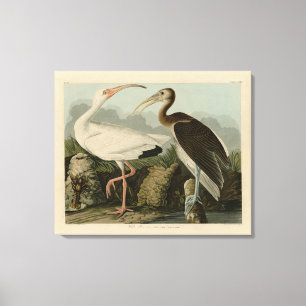 White Ibis - John James Audubons Vögel in Amerika Leinwanddruck
