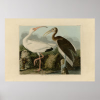 White Ibis - John James Audubons Vögel in Amerika
