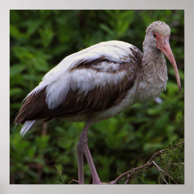 White Ibis Juvenile Poster (Vorne)