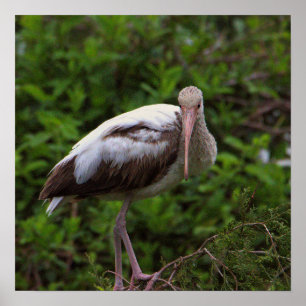 White Ibis Juvenile Poster
