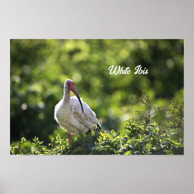 White Ibis Poster (Vorne)