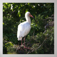 White Ibis Poster