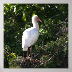 White Ibis Poster