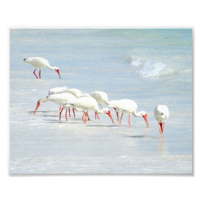 White Ibis Shore Birds am Strand Fotodruck (Vorne)