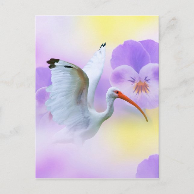 White Ibis und Stiefmütterchen Postcard Postkarte (Vorderseite)