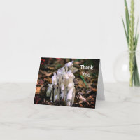 White Indian Pipe Blume Natur Danke Karte